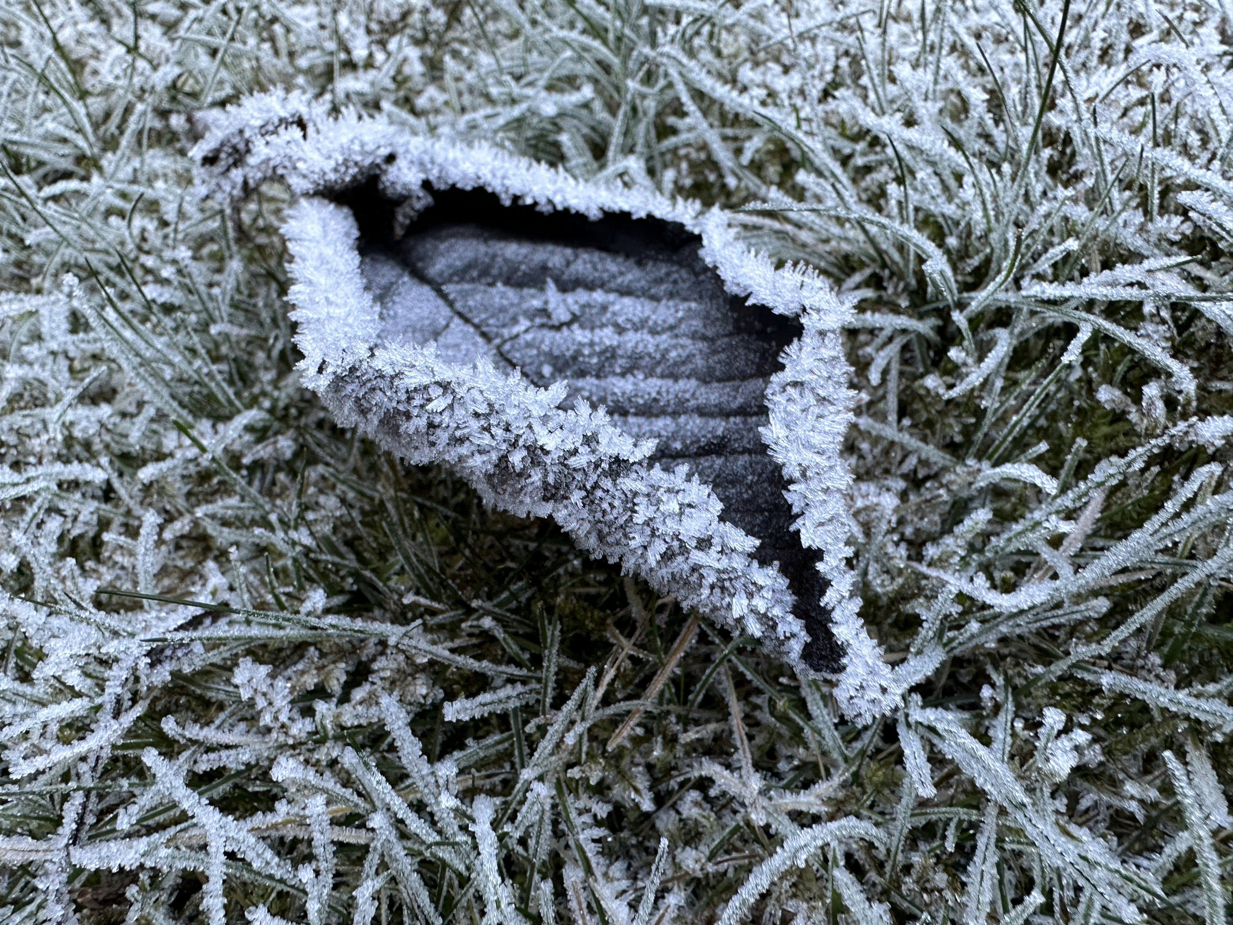 a leaf that is sitting in the grass
