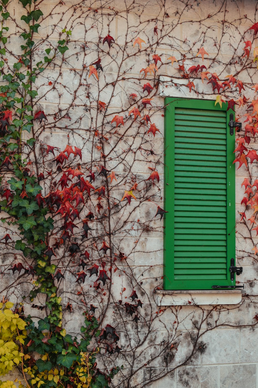 a green shuttered window on a white brick building