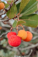 Bright, round fruits with a rough texture hanging from a branch. The fruits transition from orange to red and are surrounded by large, vibrant green leaves with prominent veins.