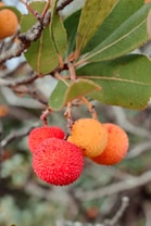 Bright, round fruits with a rough texture hanging from a branch. The fruits transition from orange to red and are surrounded by large, vibrant green leaves with prominent veins.