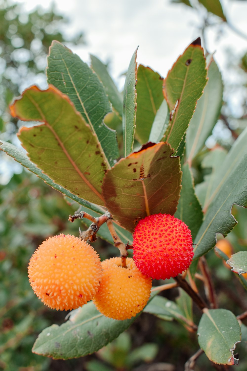 a couple of fruits that are on a tree