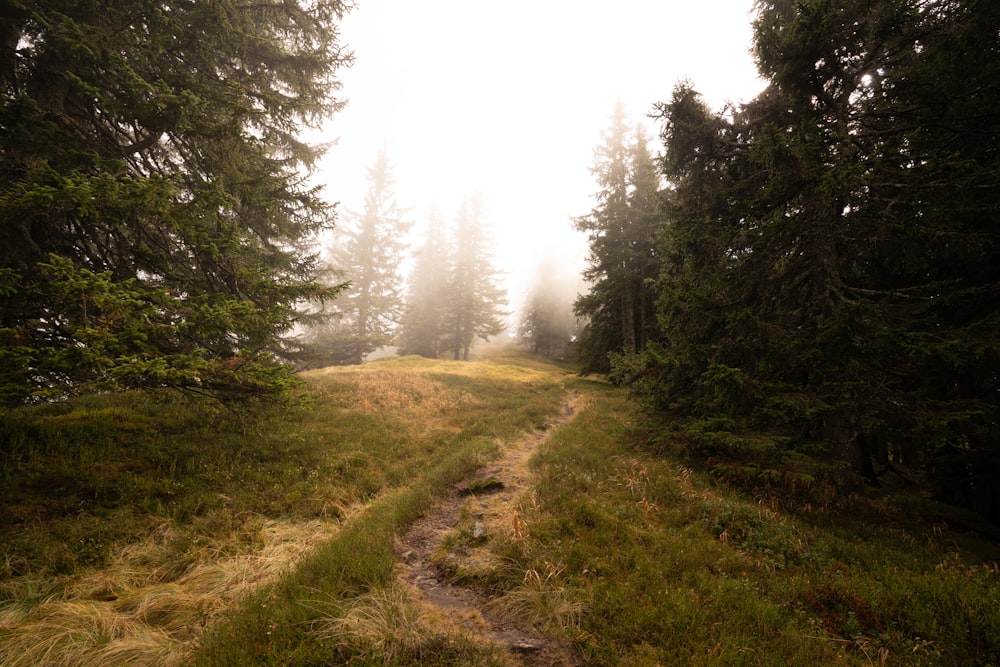 a path in the middle of a forest