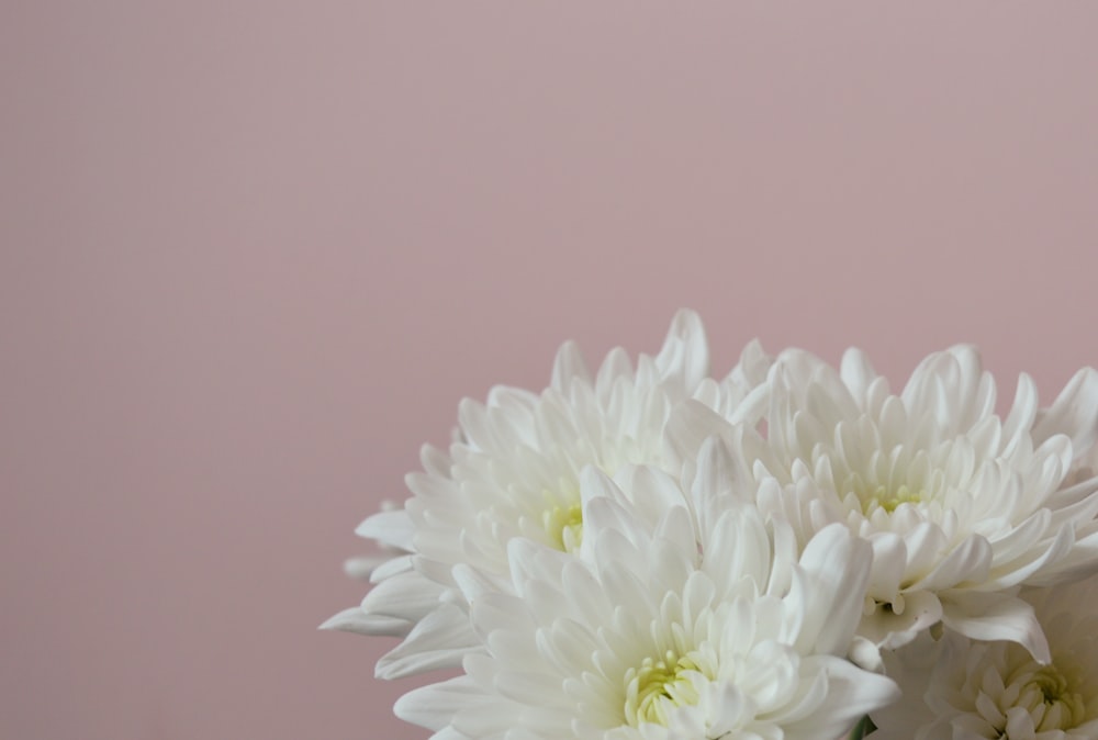 eine Vase gefüllt mit weißen Blumen auf einem Tisch