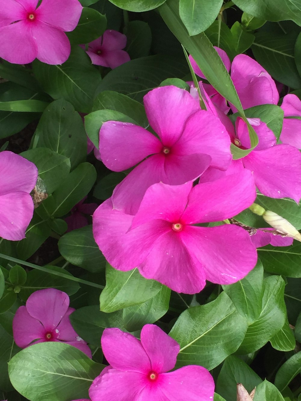 a bunch of pink flowers with green leaves