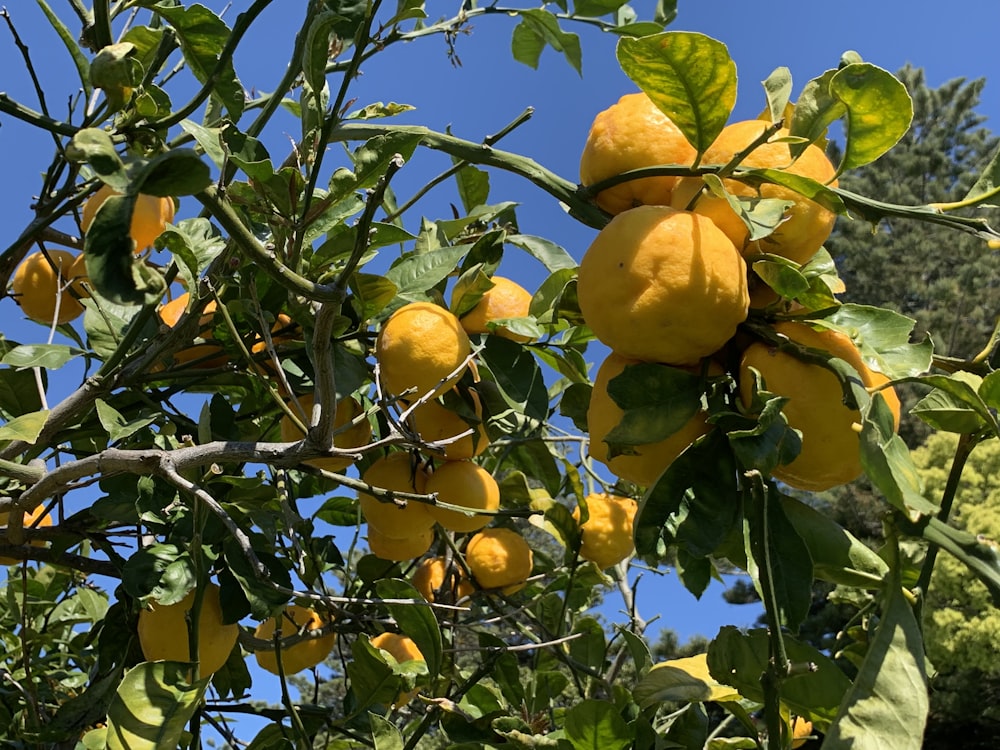 a bunch of lemons growing on a tree