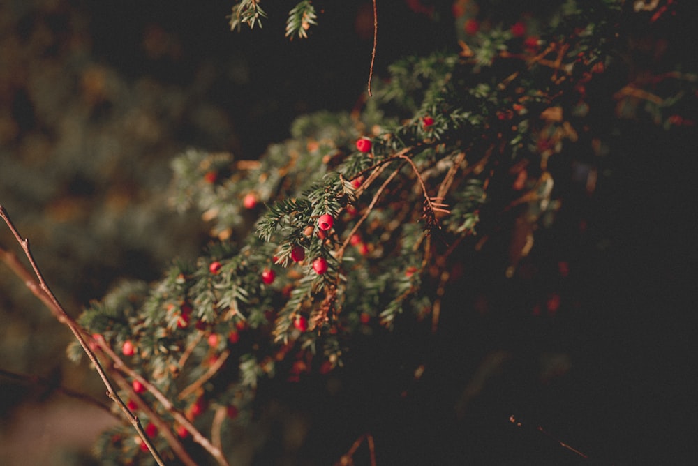 a close up of a tree with berries on it