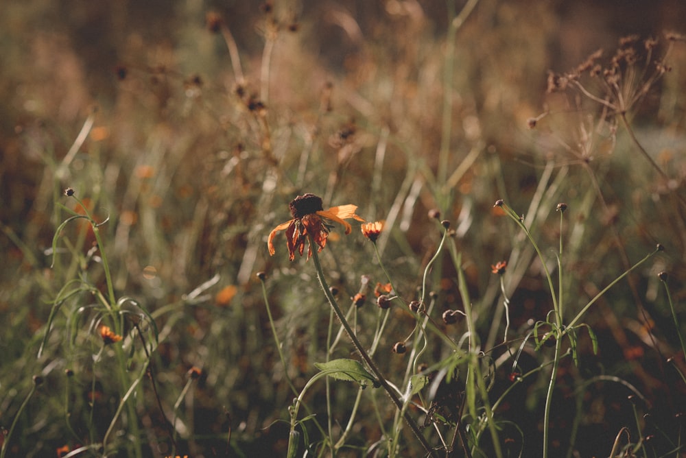 a yellow flower in a field of tall grass