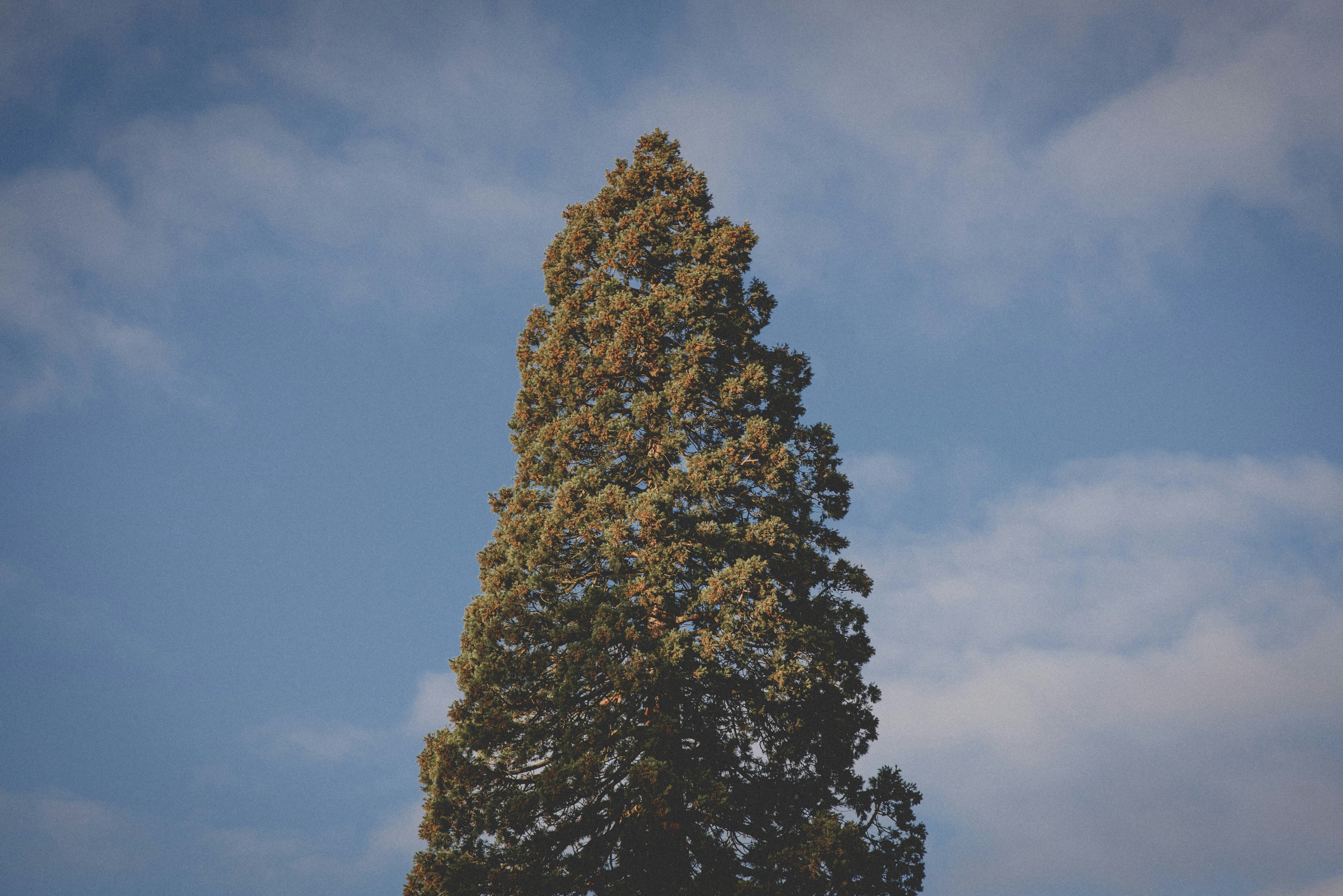 a tall tree with a blue sky in the background