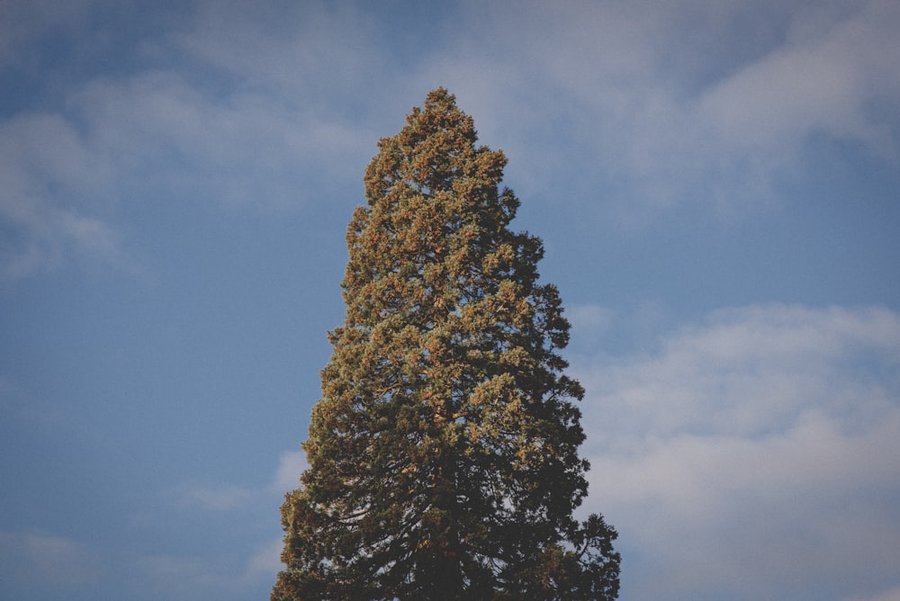 a tall tree with a blue sky in the background