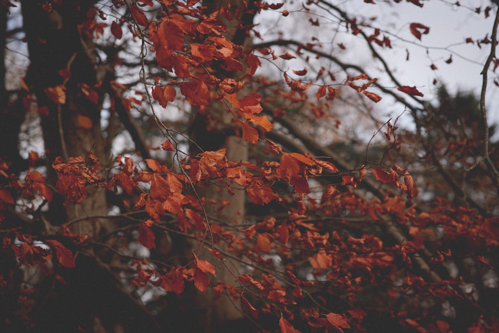 a tree with lots of red leaves on it