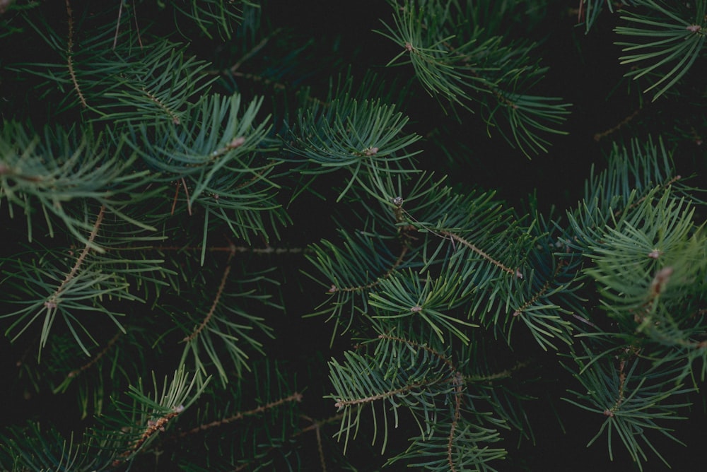 a close up of a pine tree branch