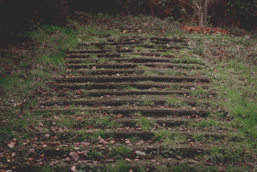 a bunch of steps that are in the grass