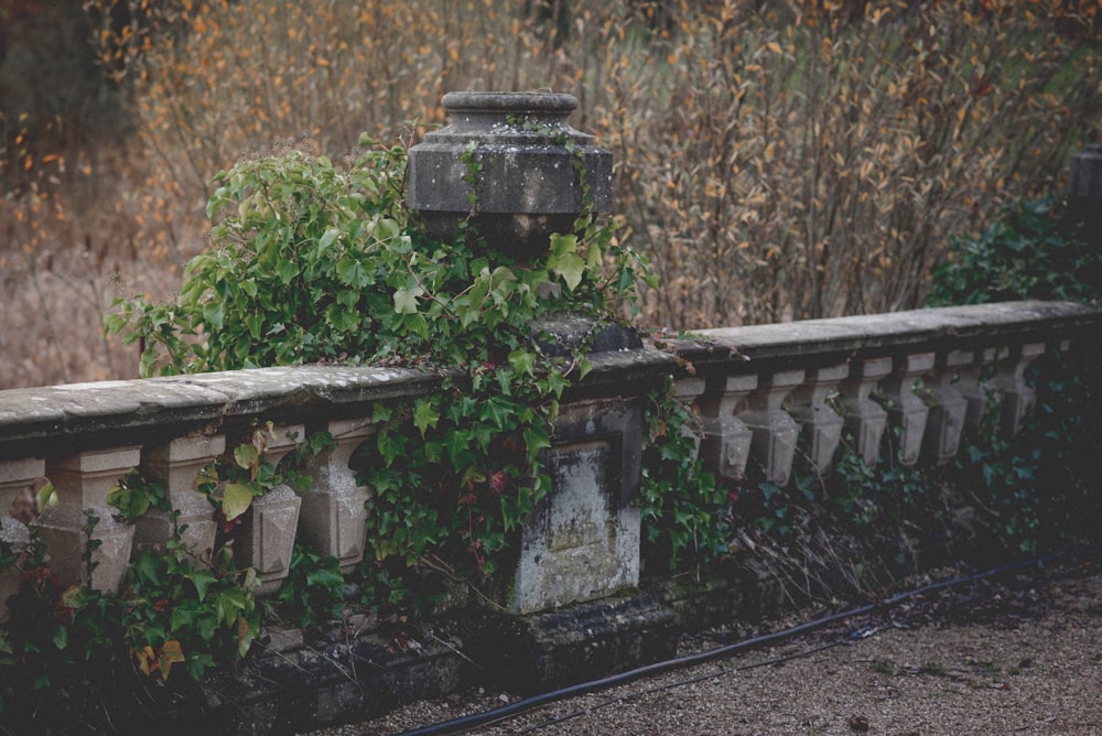 a stone fence with vines growing on it