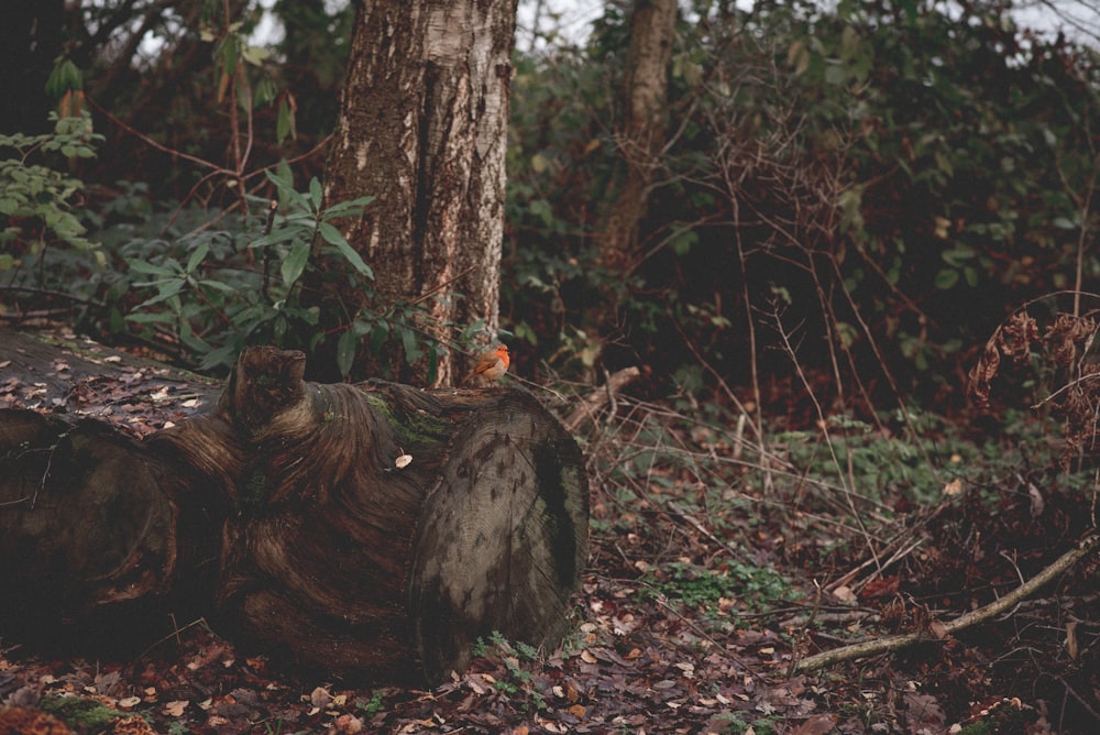 a bird sitting on a tree stump in the woods