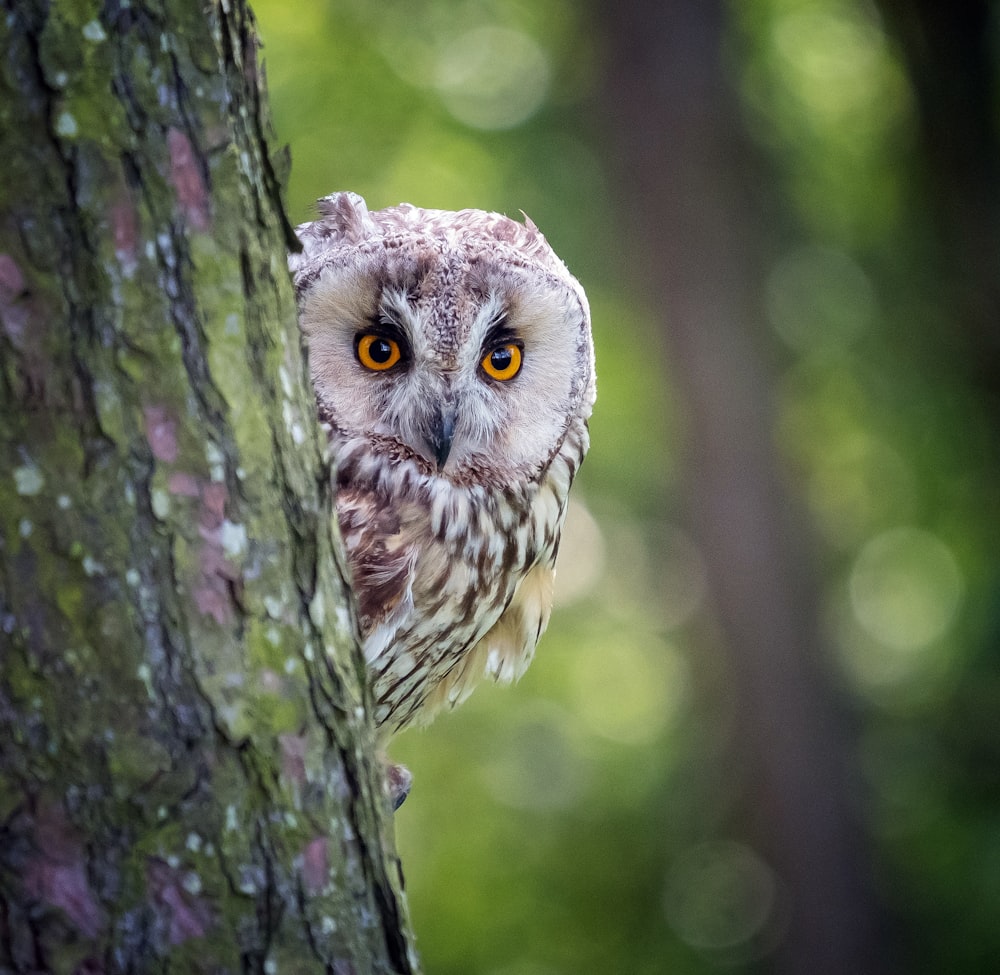 an owl is perched on the side of a tree