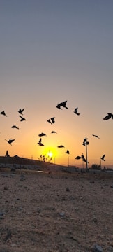 A group of birders watching a flock of migrating birds at sunset.