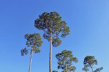 A team member trimming tall pine trees against a bright blue sky.