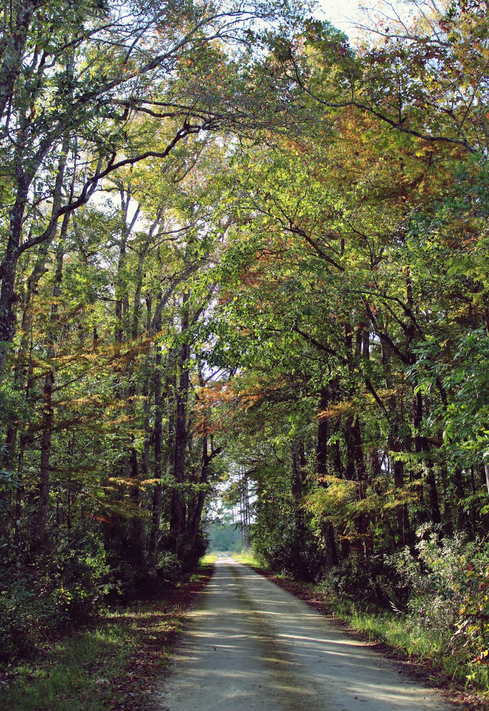 a dirt road surrounded by trees and leaves