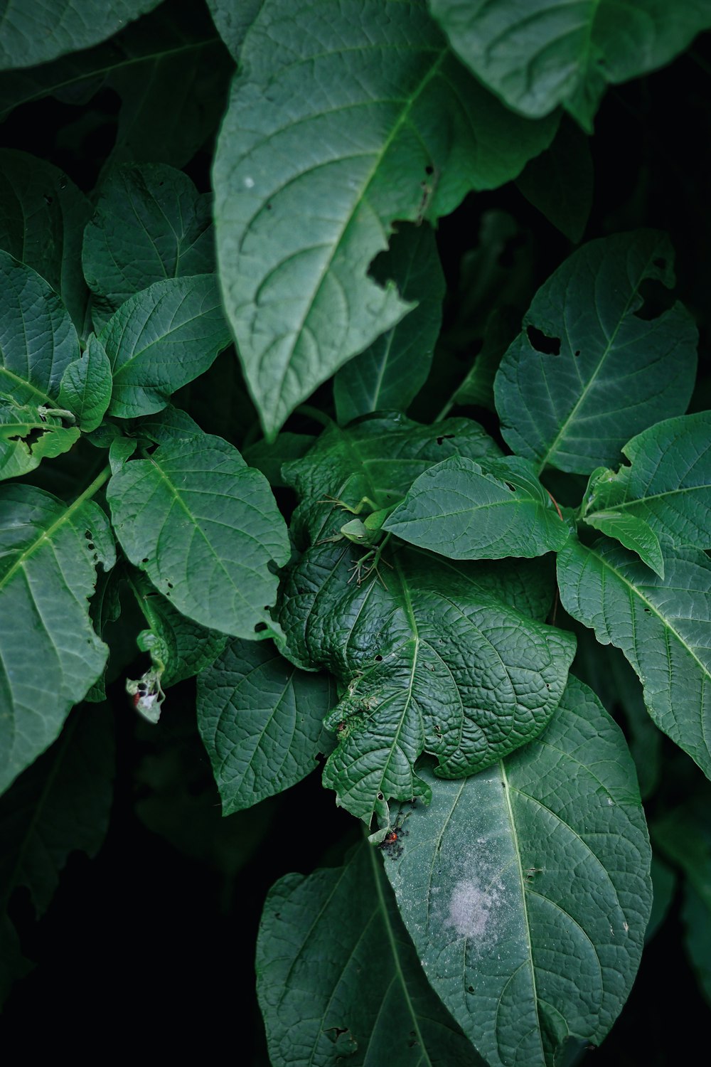 a close up of a green plant with leaves