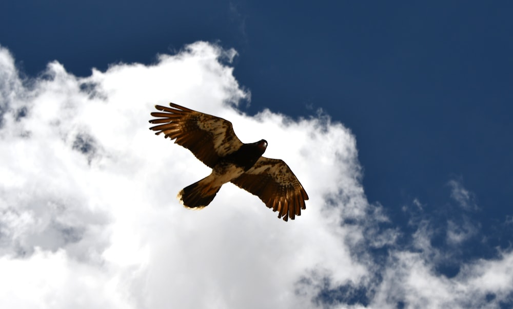 a large bird flying through a cloudy blue sky