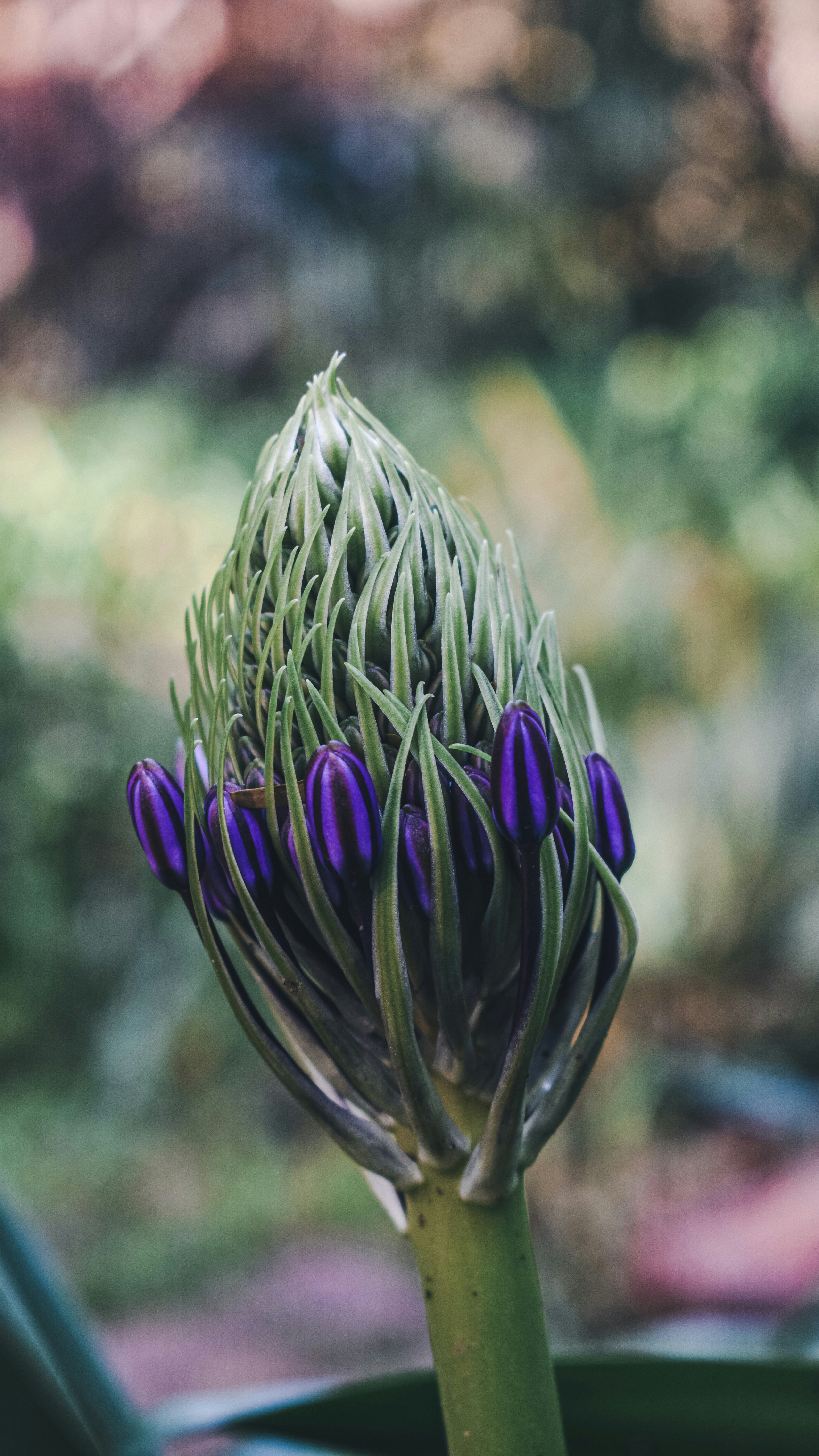 Photo by nannysjungle