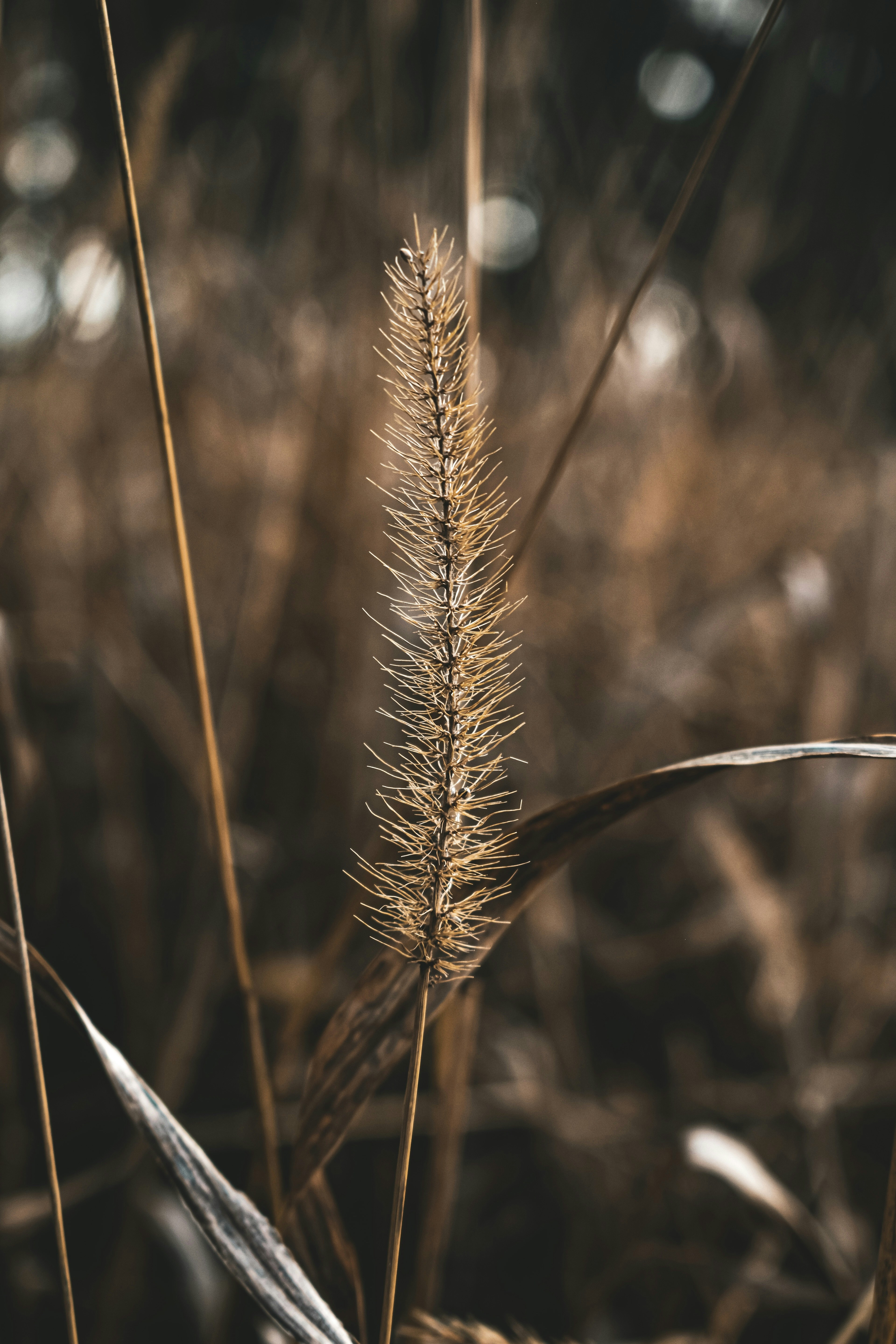 Photo by nannysjungle