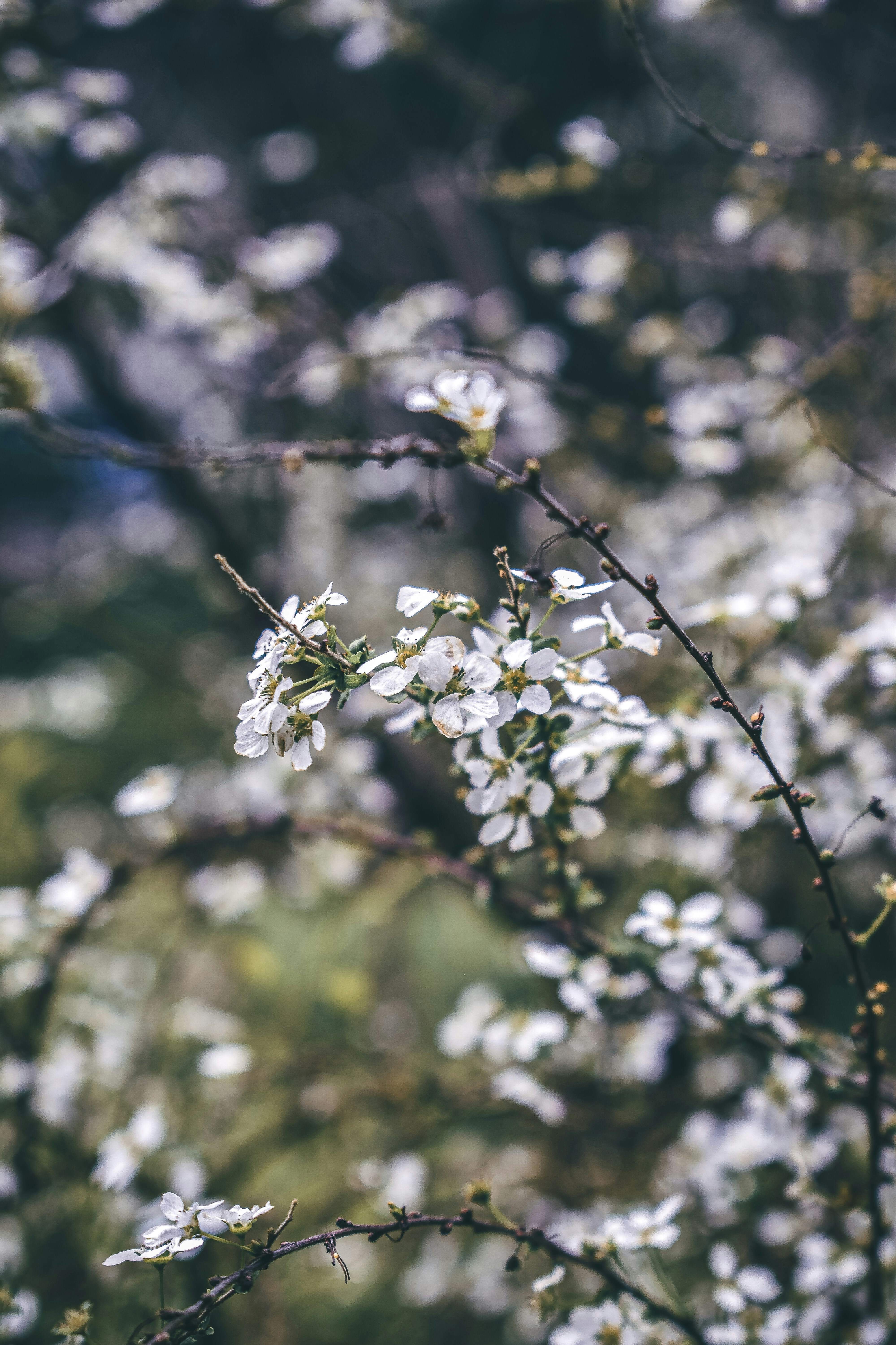 Photo by nannysjungle