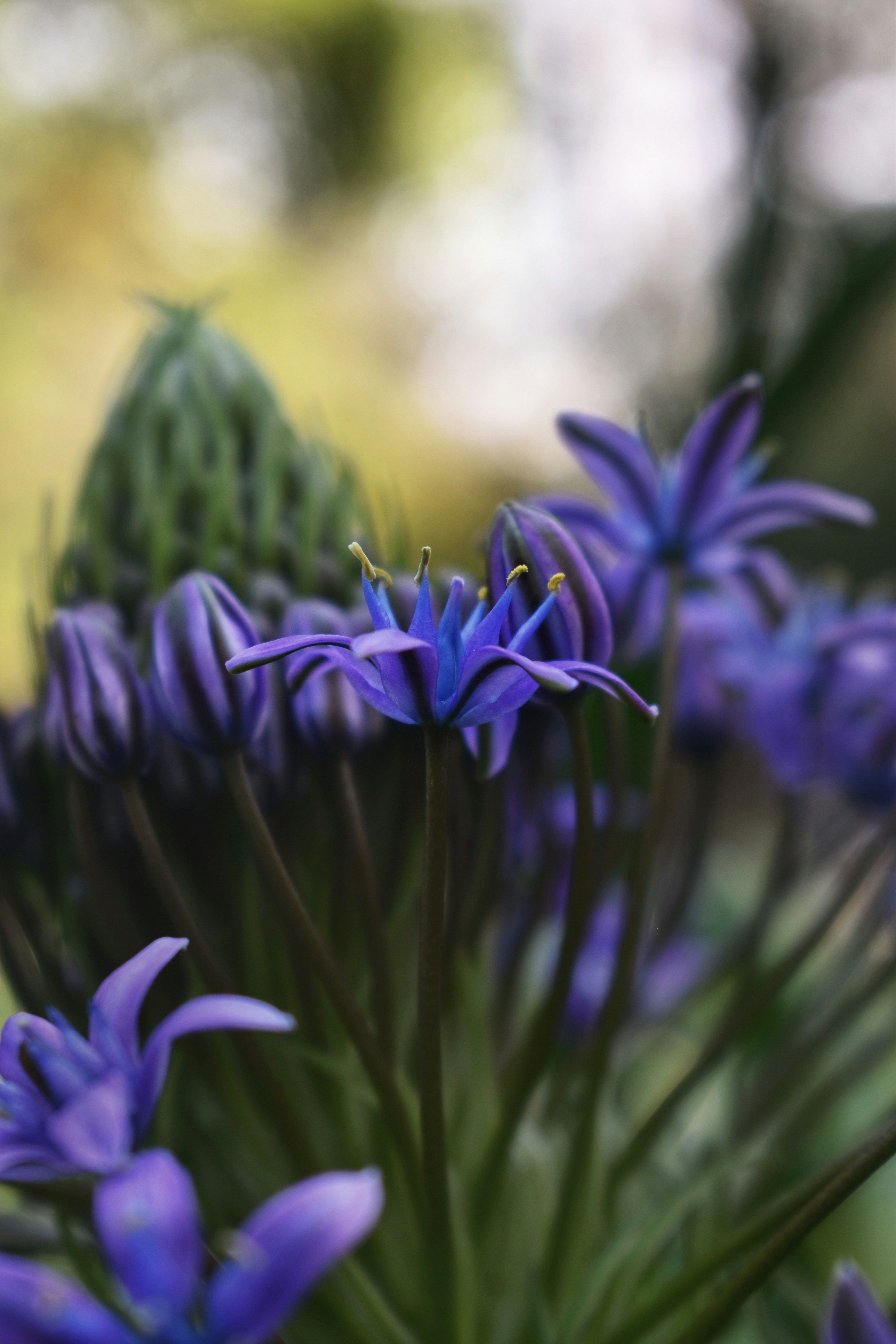 Photo by nannysjungle