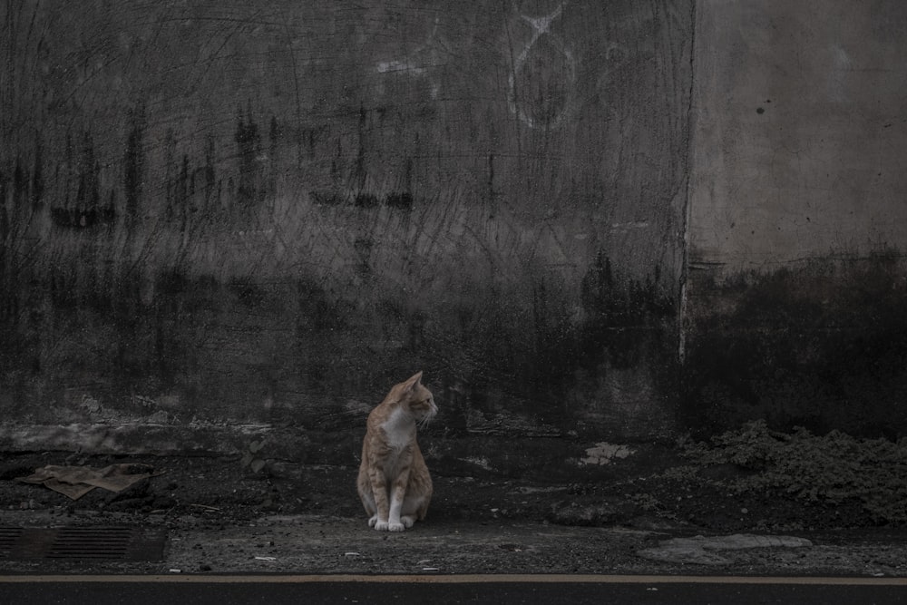 a cat sitting on the ground in front of a wall