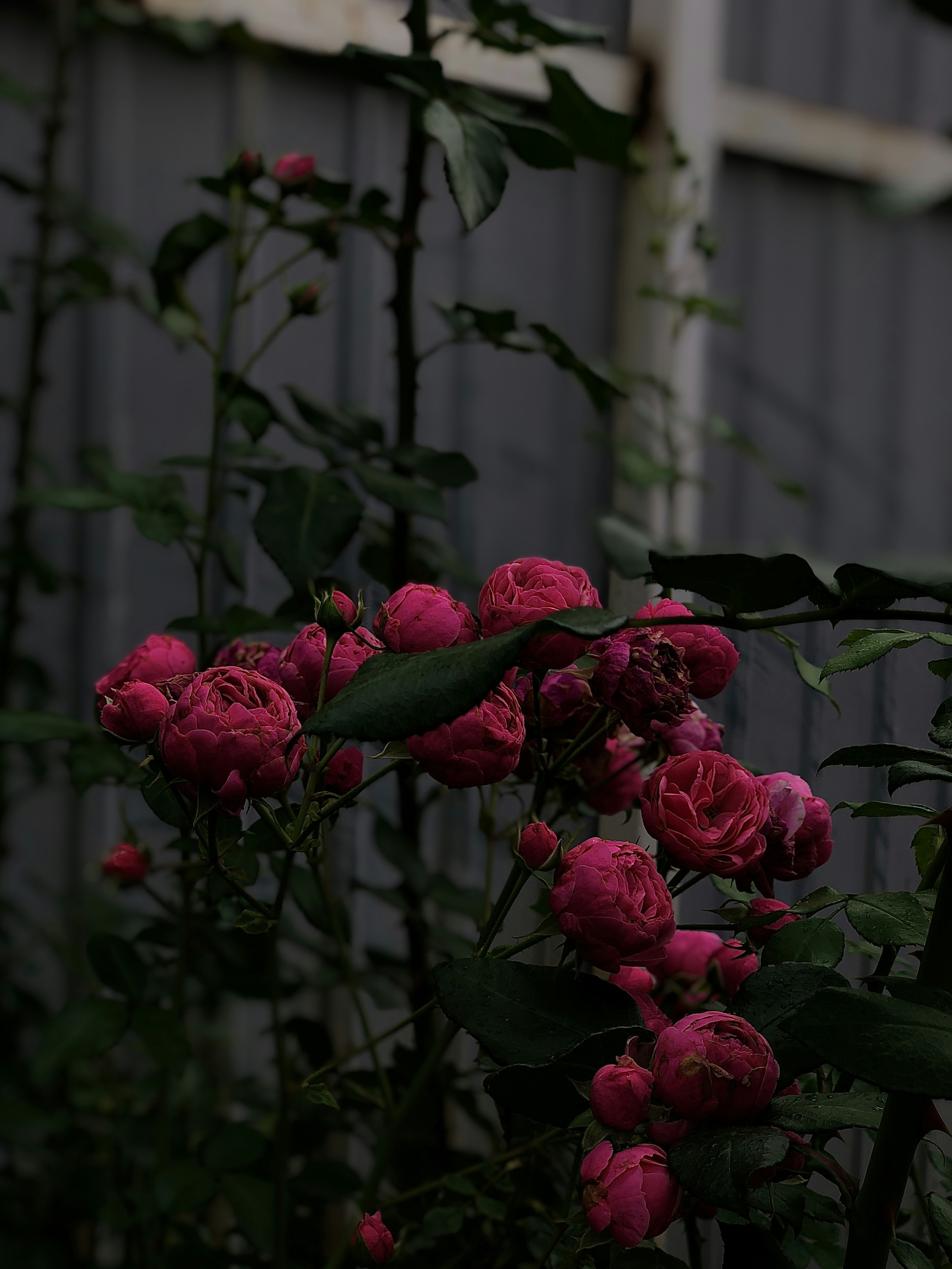 Photo by alexandradieva