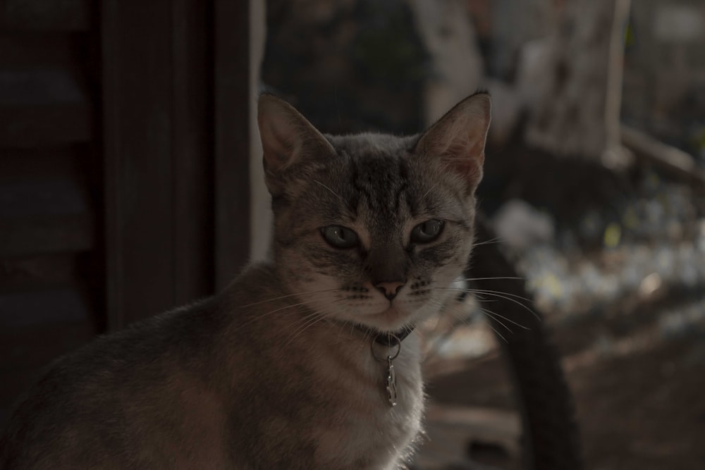 a cat with a collar looking at the camera