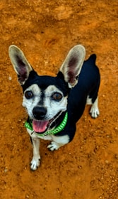 A small black and white dog with a wide smile and perky ears stands on an orange dirt surface, wearing a green collar with white dots.