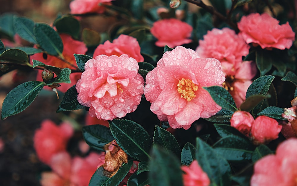 a pink flower with water droplets on it