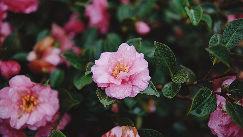 a close up of a pink flower on a bush