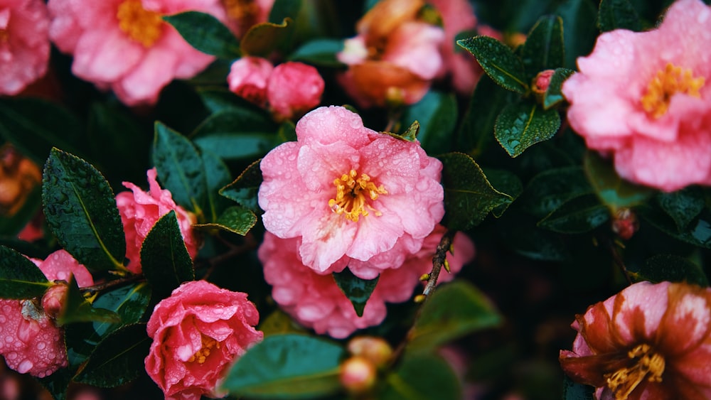 a bush of pink flowers with green leaves