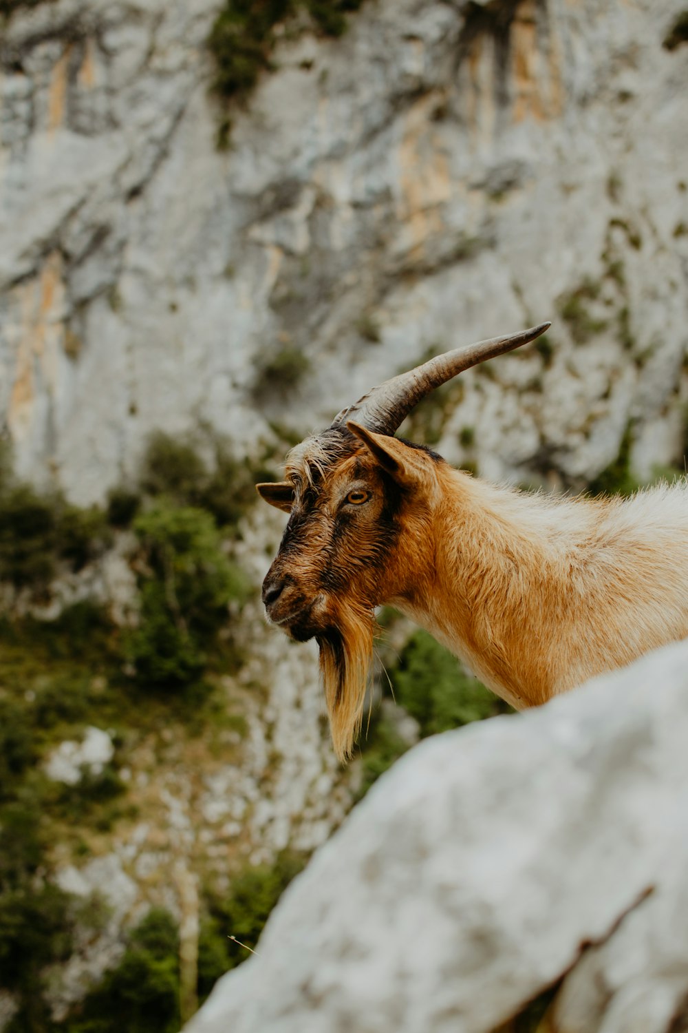 a goat with long horns standing on top of a rock