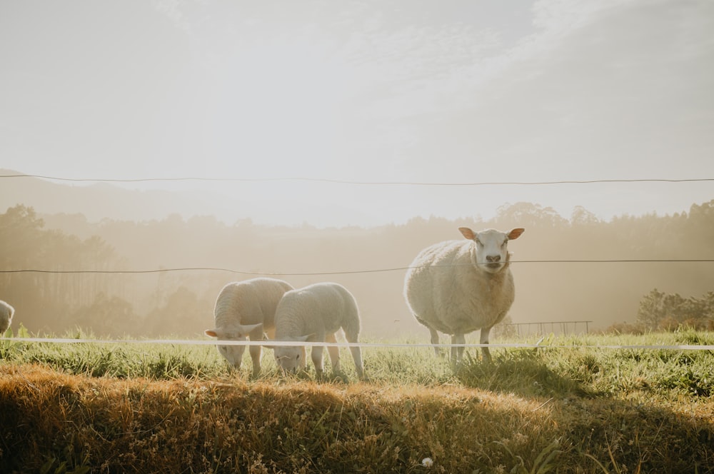 a herd of sheep standing on top of a lush green field