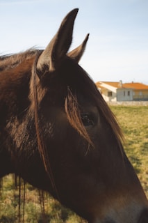 a brown horse standing on top of a lush green field