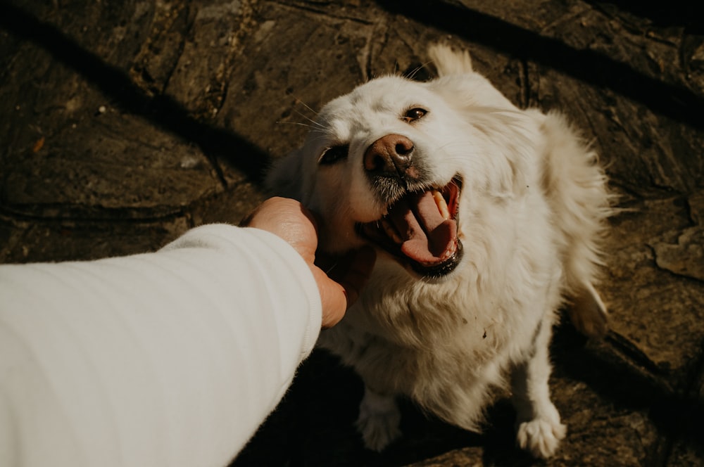 a white dog is being petted by a person