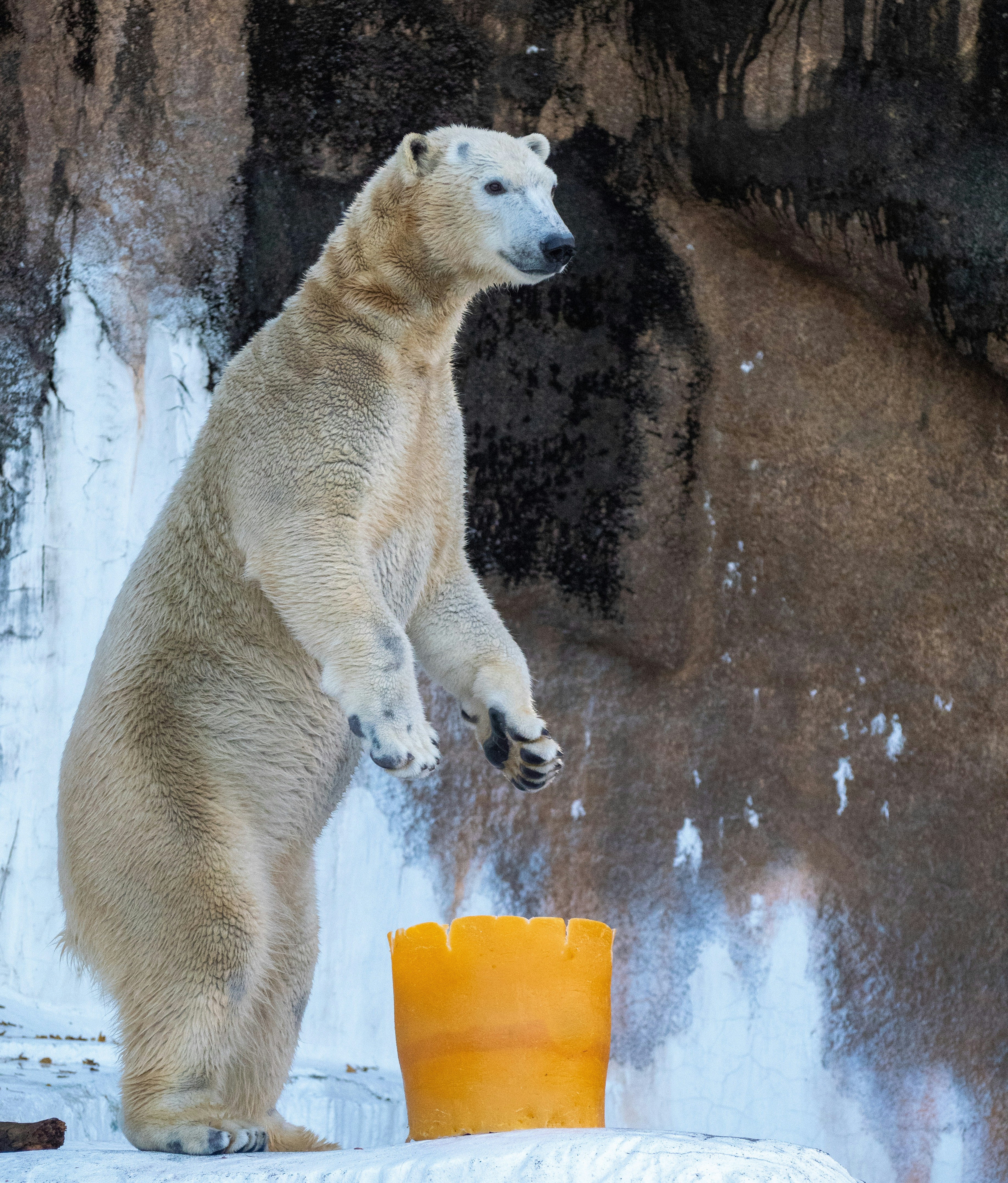 Polar bear stands upright beside a bright orange bucket in a snowy, rocky enclosure, a clear wildlife photograph.