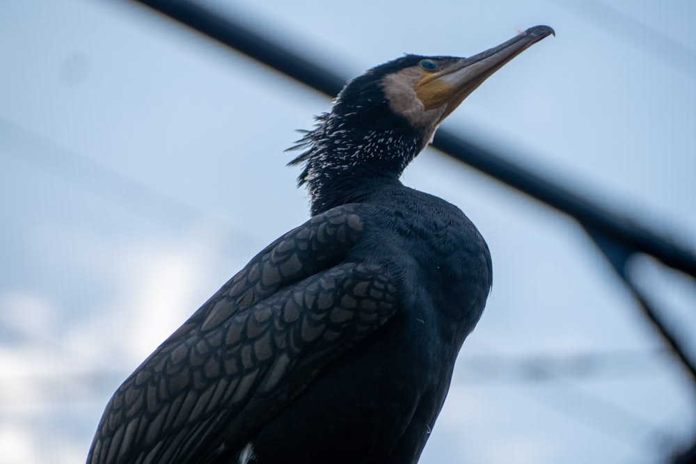 a close up of a bird with a sky background