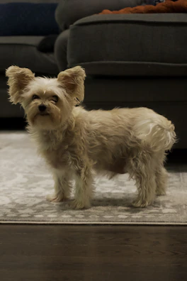 A small dog wearing a bright, patterned jacket standing on a colorful rug indoors.
