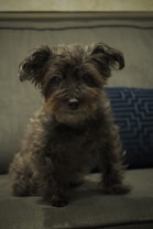 A small, fluffy dog with dark, curly fur sits on a couch. Its ears are perked, and its eyes are bright, giving it an attentive expression. The couch is a neutral gray color and there's a blue patterned cushion behind the dog.