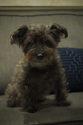 A small, fluffy dog with dark, curly fur sits on a couch. Its ears are perked, and its eyes are bright, giving it an attentive expression. The couch is a neutral gray color and there's a blue patterned cushion behind the dog.