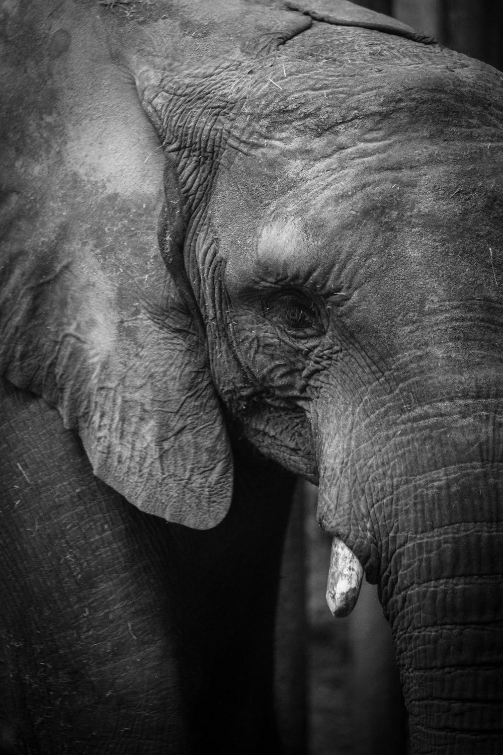 a close up of an elephant's face and trunk