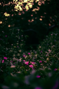 Bloom Within