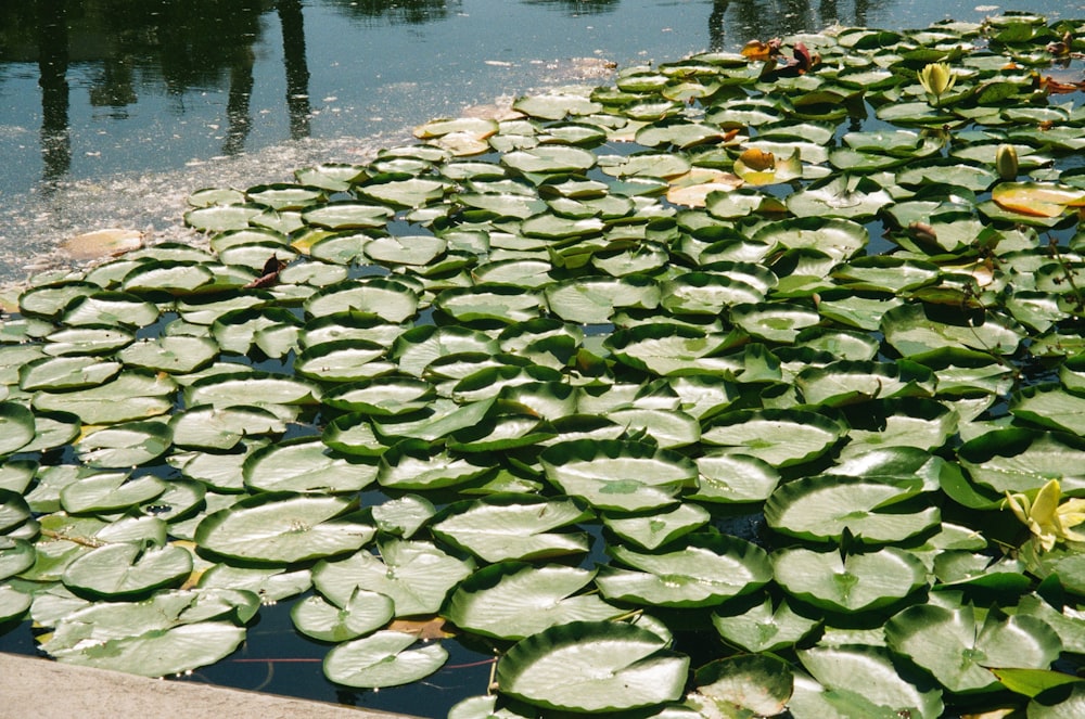 a pond filled with lots of water lilies