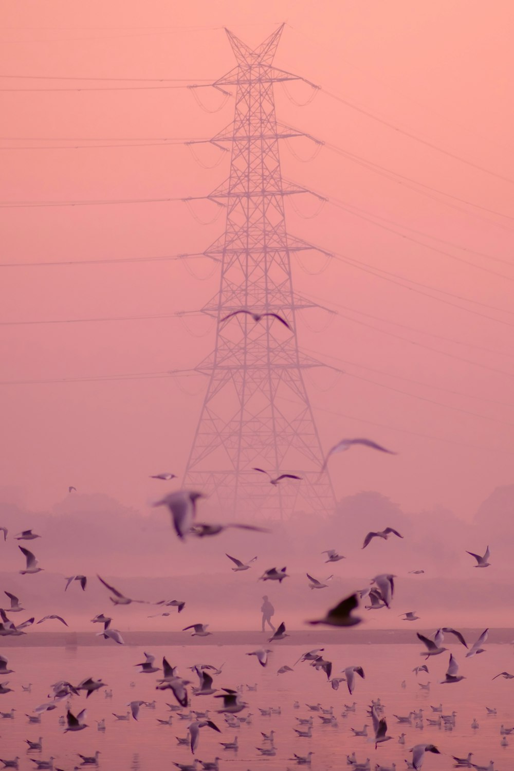 a flock of birds flying over a body of water