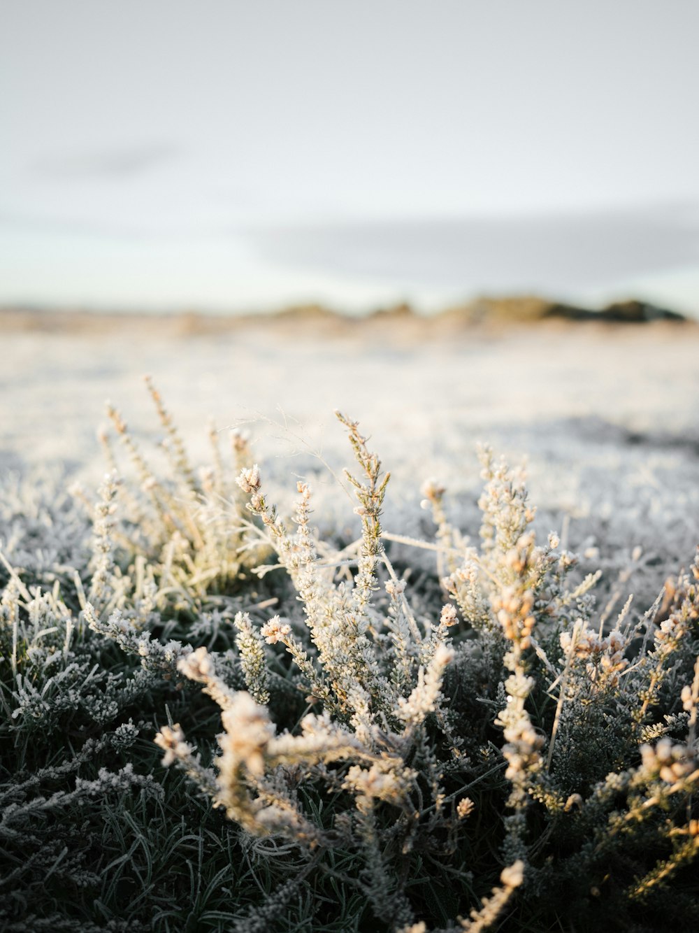 a field with grass covered in frost