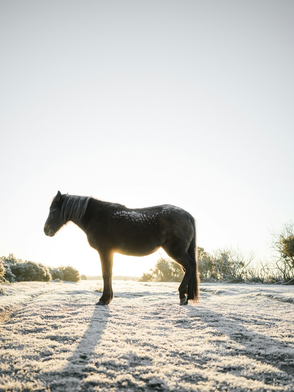 a horse standing in the middle of a field
